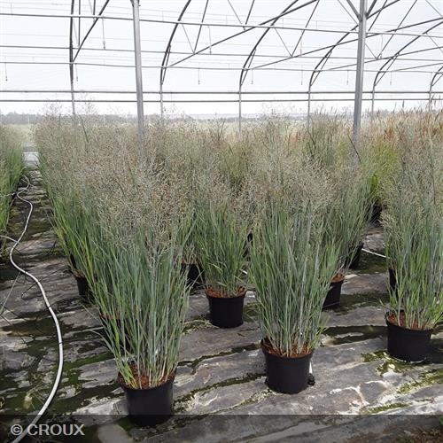 PANICUM virgatum 'Heavy Metal'