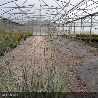 PANICUM virgatum 'Heavy Metal'