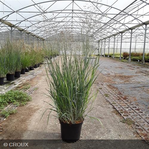PANICUM virgatum 'Heavy Metal'