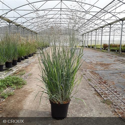 PANICUM virgatum 'Heavy Metal'