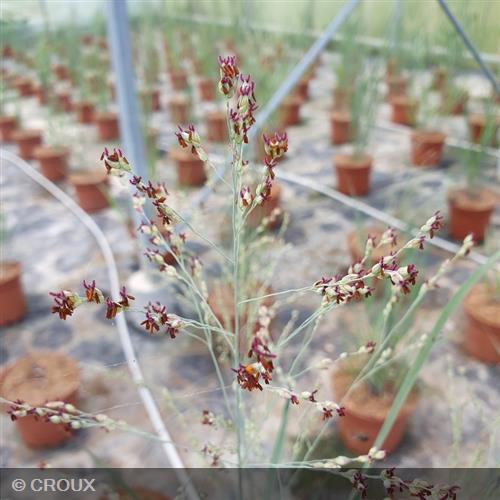 PANICUM virgatum 'Heavy Metal'