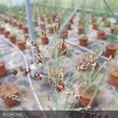 PANICUM virgatum 'Heavy Metal'