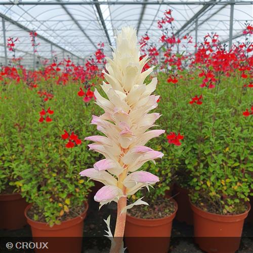 ACANTHUS mollis 'Whitewater®'