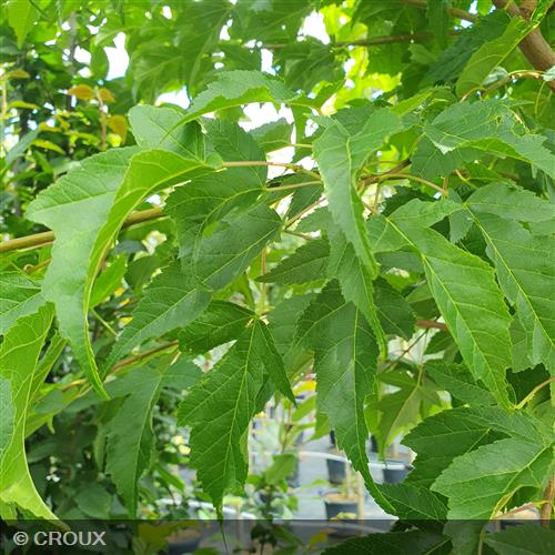 ACER tataricum subsp. ginnala
