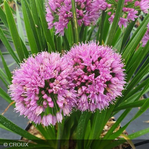 ALLIUM 'Millenium'