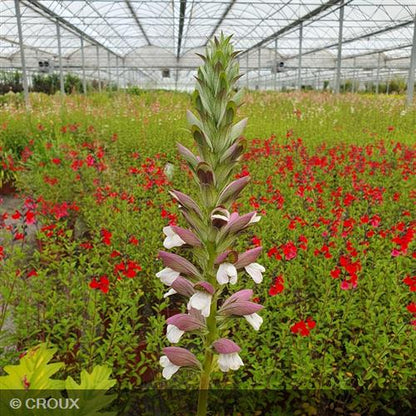 ACANTHUS mollis