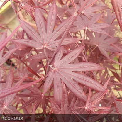 ACER palmatum 'Bloodgood'