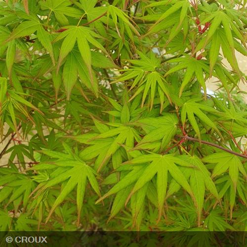 ACER palmatum