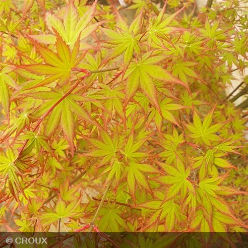 ACER palmatum