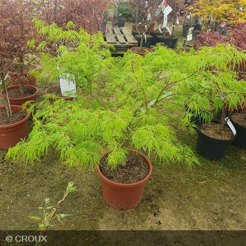 ACER palmatum 'Dissectum'