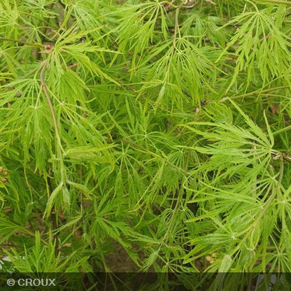 ACER palmatum 'Dissectum'