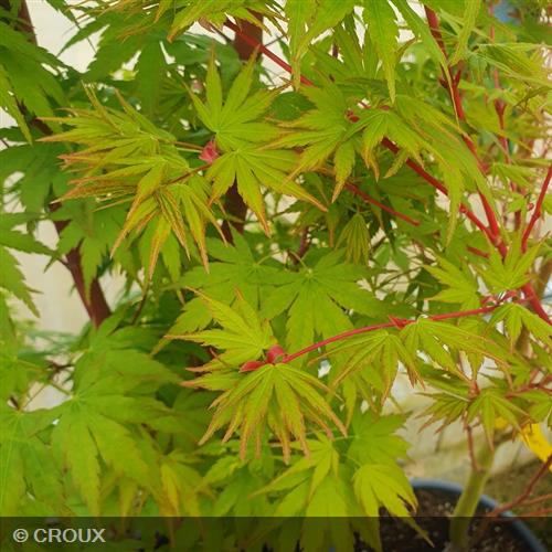 ACER palmatum 'Sangokaku'