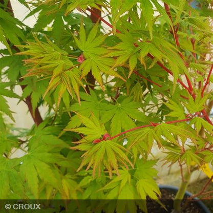 ACER palmatum 'Sangokaku'