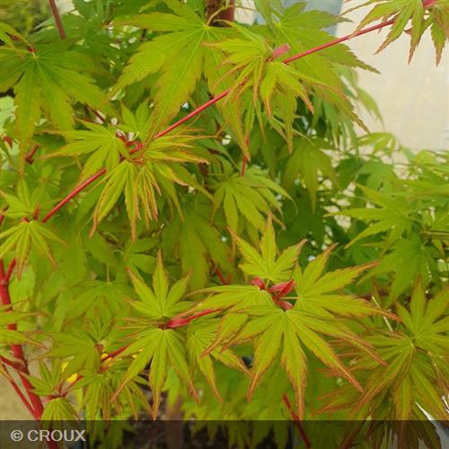 ACER palmatum 'Sangokaku'