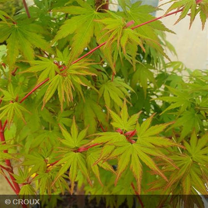 ACER palmatum 'Sangokaku'
