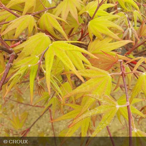 ACER palmatum 'Sangokaku'