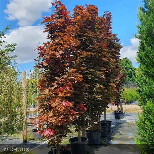 ACER platanoides 'Crimson Sentry'