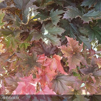 ACER platanoides 'Crimson Sentry'