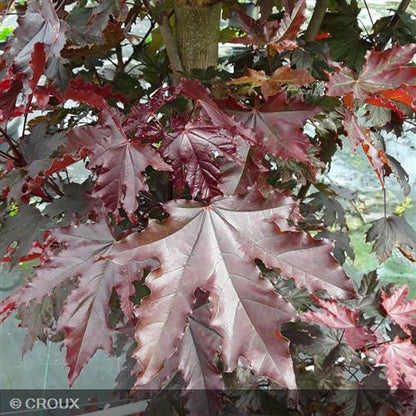 ACER platanoides 'Crimson Sentry'