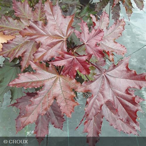 ACER platanoides 'Crimson Sentry'