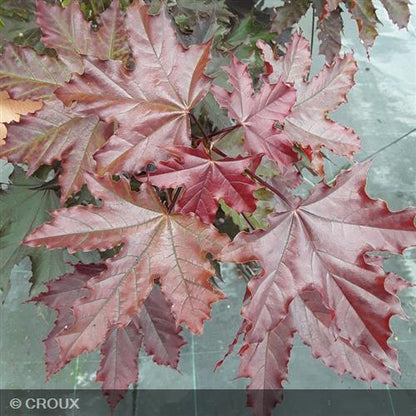 ACER platanoides 'Crimson Sentry'
