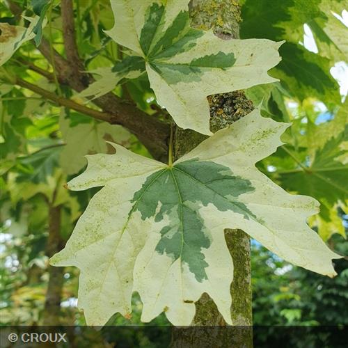 ACER platanoides 'Drummondii'