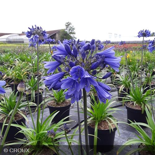 AGAPANTHUS  africanus  'Bleu'