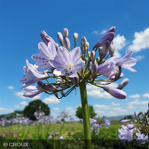 AGAPANTHUS x 'Blue Triumphator'