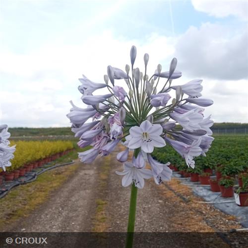 AGAPANTHUS x 'Blue Triumphator'