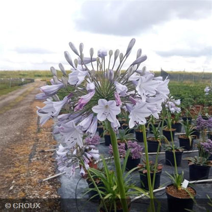 AGAPANTHUS x 'Blue Triumphator'