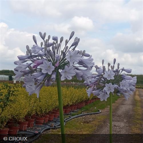 AGAPANTHUS x 'Blue Triumphator'