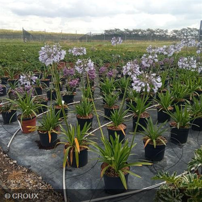 AGAPANTHUS x 'Blue Triumphator'