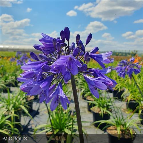 AGAPANTHUS  x 'Ever Sapphire®'