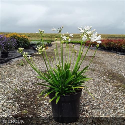 AGAPANTHUS x 'Petit Eskimo'