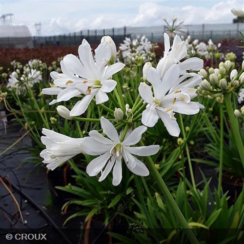 AGAPANTHUS x 'Petit Eskimo'