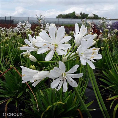 AGAPANTHUS x 'Petit Eskimo'