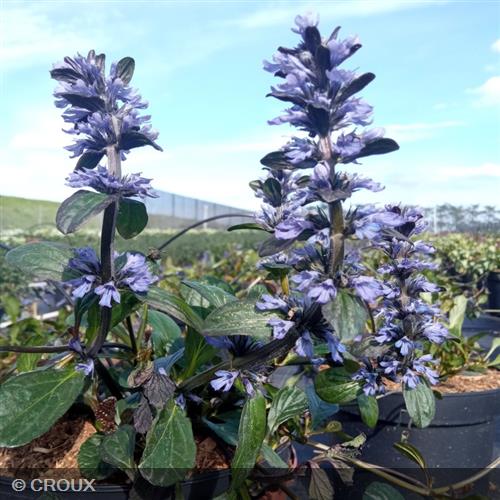 AJUGA reptans 'Catlin's Giant'