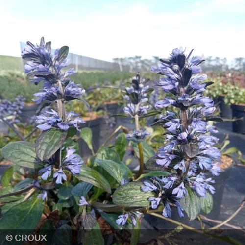 AJUGA reptans 'Catlin's Giant'