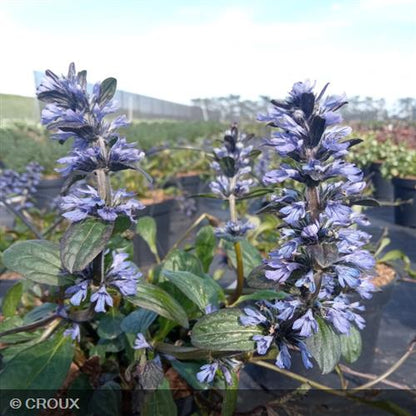 AJUGA reptans 'Catlin's Giant'