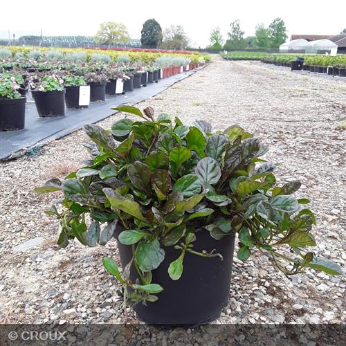 AJUGA reptans 'Catlin's Giant'