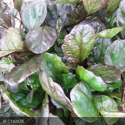 AJUGA reptans 'Catlin's Giant'