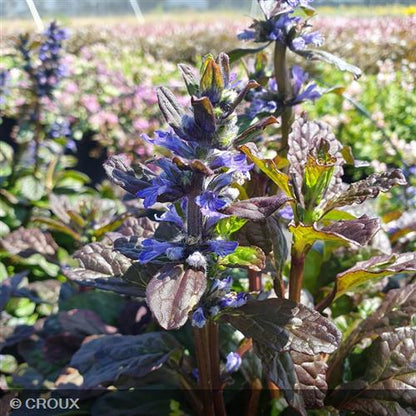 AJUGA reptans 'Catlin's Giant'