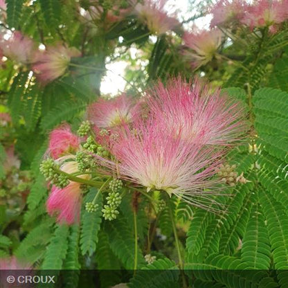 ALBIZIA julibrissin 'Ombrella®'