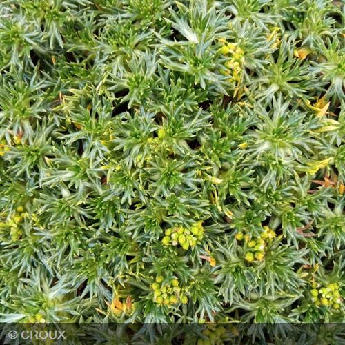 AZORELLA trifurcata