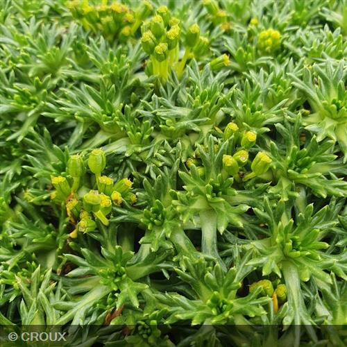 AZORELLA trifurcata