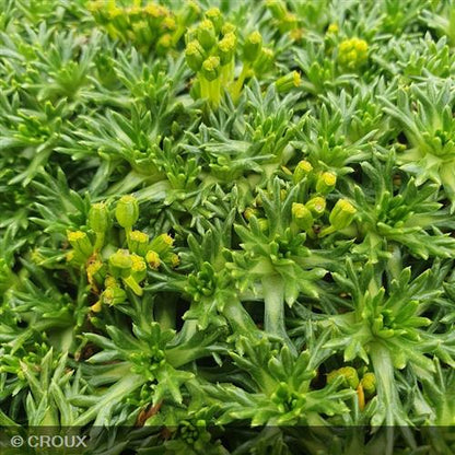 AZORELLA trifurcata