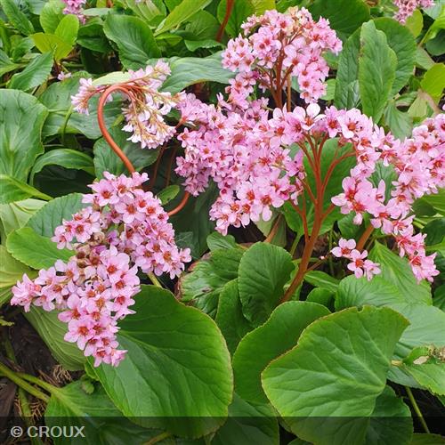 BERGENIA purpurascens
