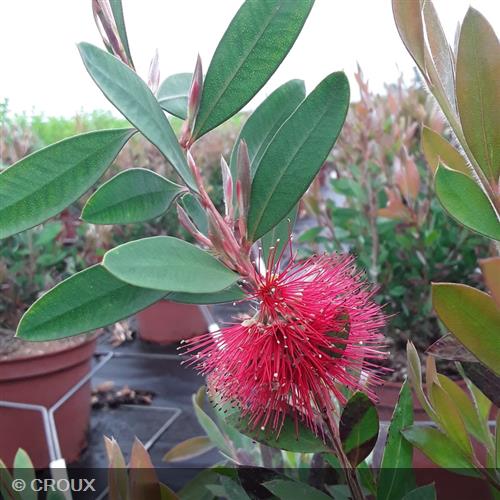 CALLISTEMON laevis