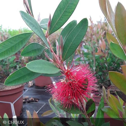 CALLISTEMON laevis