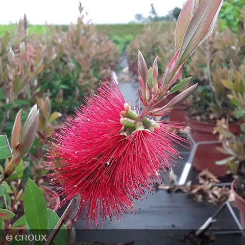 CALLISTEMON laevis